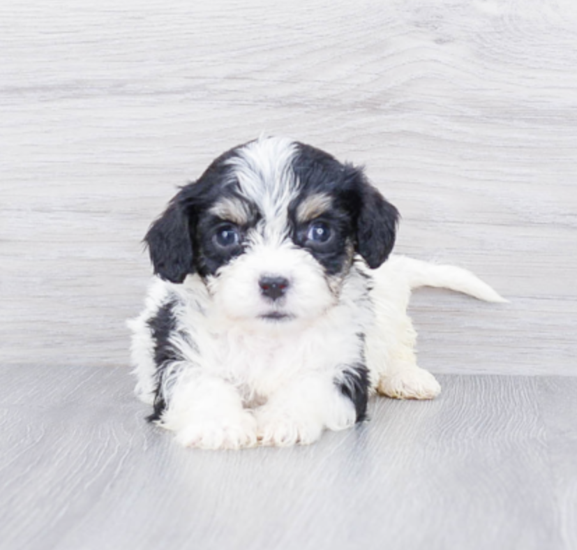 small bicolor cavachon puppy black and white